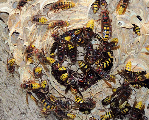 Parmi les ouvrières du nid, la reine n'est pas toujours facile à distinguer