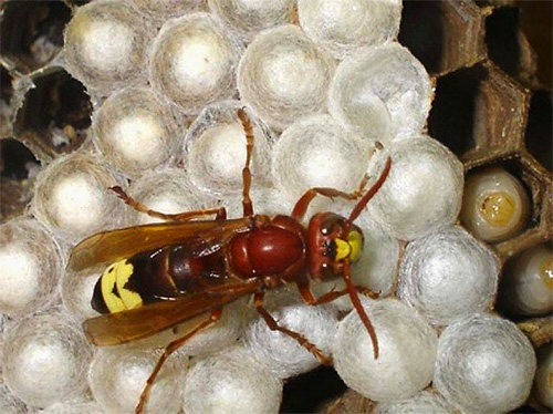 Les mâles éclosent d'œufs non fécondés