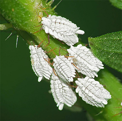 Vers sur une plante d'intérieur