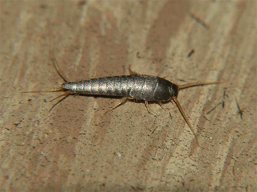 Et voici à quoi ressemblent les flocons de sucre