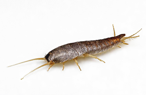 poisson d'argent en sucre