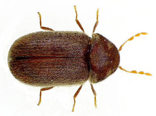 Moulin à pain - un petit insecte très nocif