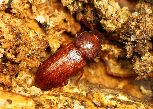 Le coléoptère de la farine préfère manger des céréales et de la farine