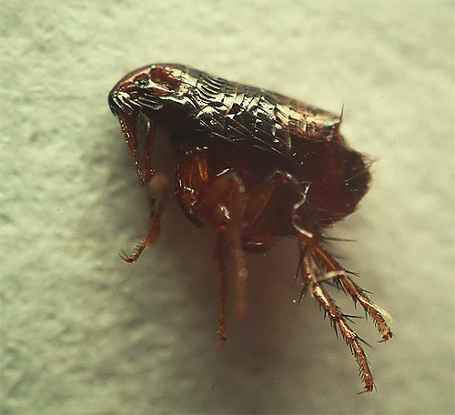 Les puces humaines, de chat et de chien sont de petits insectes très désagréables.