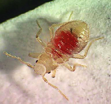 Larve de punaise de lit