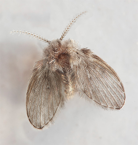 Papillon - une petite mouche grisâtre