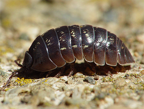 Peu de gens savent que les poux de bois sont des crustacés et non des insectes.