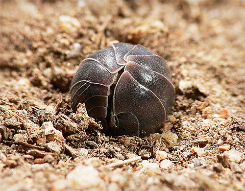 Une caractéristique des poux de bois est leur capacité à se recroqueviller en boule.