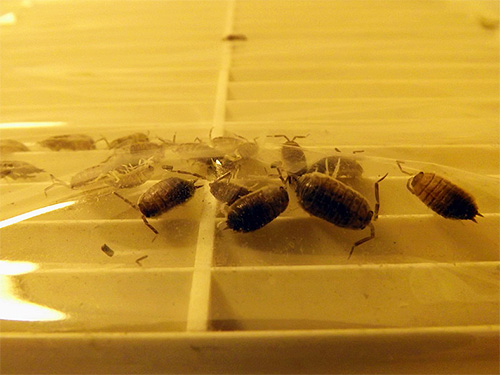 Les cloportes peuvent se reproduire dans un grenier humide à la maison, puis pénétrer à travers les conduits de ventilation dans les toilettes ou la salle de bain.