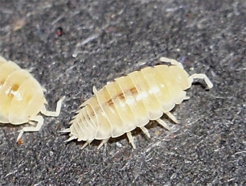 Petit cloporte blanc