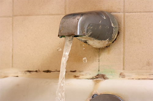 Les papillons préfèrent vivre dans des endroits constamment humides.