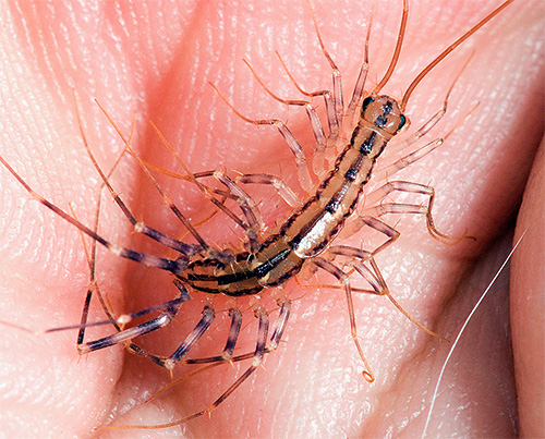 Le refroidissement automnal oblige les moucherolles à s'installer dans des logements humains, mais ils sont pratiquement en sécurité.