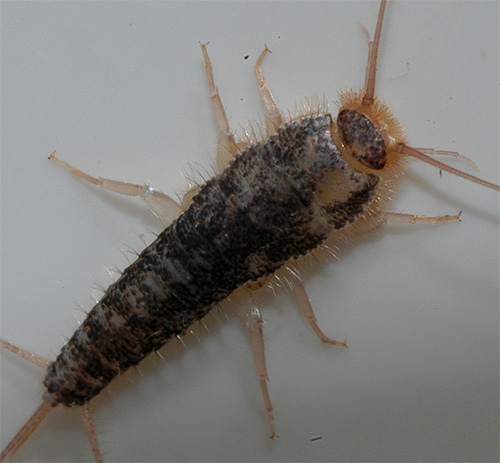 Photo en gros plan d'un poisson d'argent