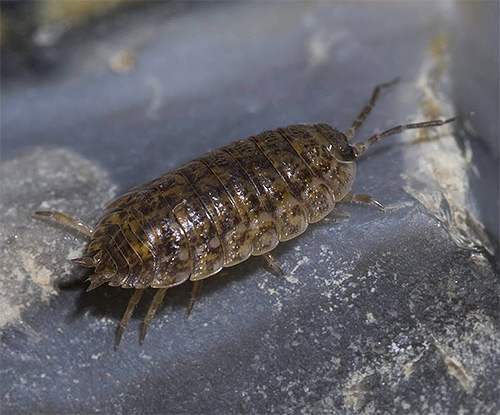 Très souvent, dans la salle de bain, vous pouvez trouver des poux de bois qui aiment les pièces humides.