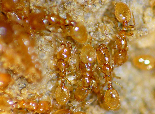 Mais les voleurs de fourmis ne créent pas de colonies directement dans les locaux