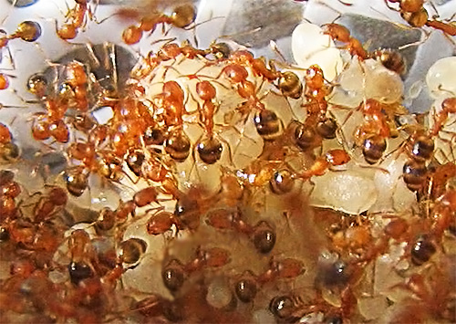 Lorsqu'une colonie de fourmis pharaons domestiques devient trop importante, de nouvelles jeunes femelles y apparaissent.