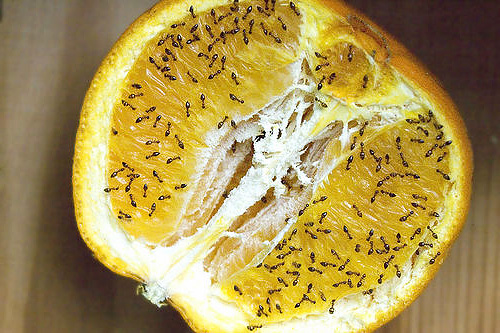 La nourriture principale des fourmis dans la maison est la nourriture humaine.