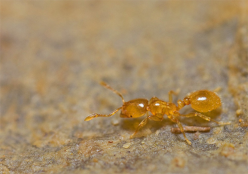 Fourmi voleuse à fort grossissement