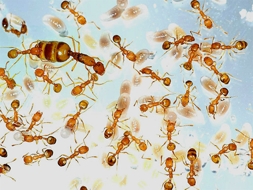 Parfois, des nids entiers de fourmis pénètrent dans une maison avec des appareils ou des meubles achetés.