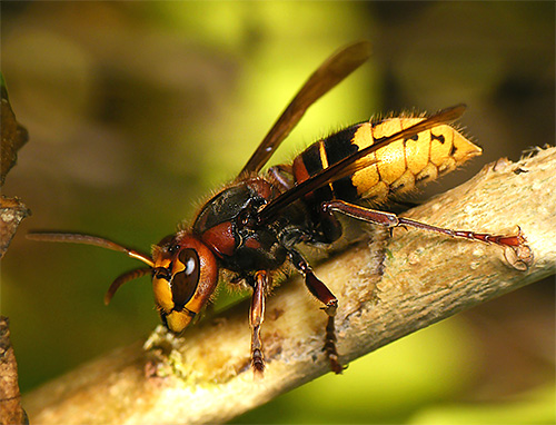 Les morsures de frelon sont particulièrement dangereuses pour les enfants en raison de la possibilité de développer une réaction allergique grave.
