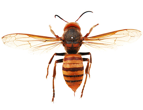 Frelon asiatique géant