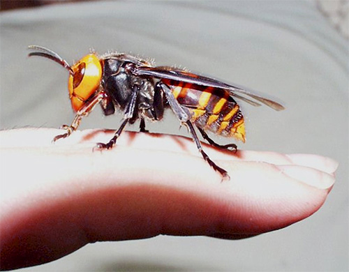 L'intensité de la réaction allergique et la gravité des symptômes qui l'accompagnent dépendent fortement de la sensibilité individuelle du corps.
