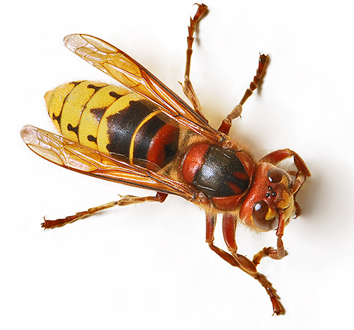 Une rencontre même avec un frelon européen peut promettre à une personne de gros problèmes.