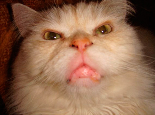 Si un chat ou un chien présente un gonflement important et une détérioration de son bien-être après une morsure de frelon, contactez votre vétérinaire.