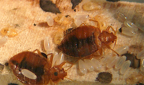 Si, lors du traitement d'un appartement, les caractéristiques de la biologie des insectes ne sont pas initialement prises en compte, la lutte contre eux peut s'avérer inefficace.