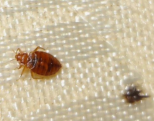 Les préparations sous forme de sprays ou d'aérosols peuvent pénétrer même dans des endroits difficiles d'accès où les punaises de lit peuvent se cacher.