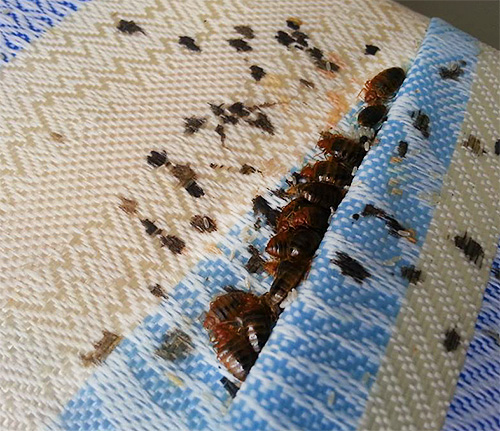 S'il y a beaucoup de punaises de lit dans la chambre, il est parfois difficile de se passer de l'aide de professionnels.