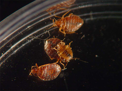 L'autocontrôle des punaises de lit ne réussit pas toujours.