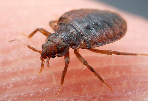 Les punaises de lit se nourrissent exclusivement de sang, et cela doit être pris en compte lors du choix des moyens de leur destruction.