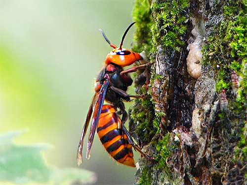 Le frelon japonais géant (Vespa mandarina japonica) est bien connu en Asie non seulement en raison de sa taille énorme, mais surtout en raison du danger élevé que représente cet insecte pour l'homme...