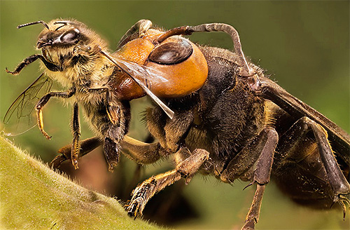 Les frelons japonais géants sont un véritable orage pour le rucher, car ils sont capables de détruire massivement les abeilles.