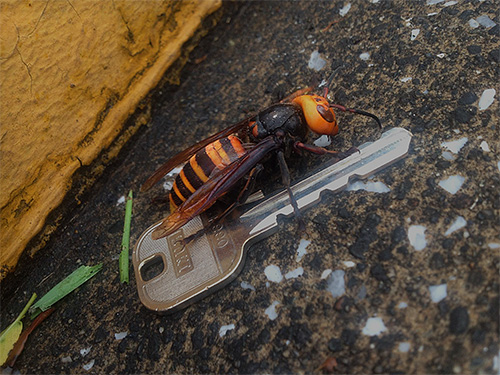 Une caractéristique du frelon japonais est sa très grande taille.