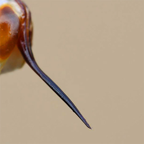 Mais la piqûre du frelon est complètement lisse, elle ne reste donc pas coincée dans la victime et peut être utilisée à plusieurs reprises.