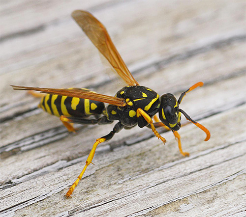 Voyons comment traiter correctement les guêpes si elles décident soudainement de s'intéresser à votre balcon et s'y font un nid.