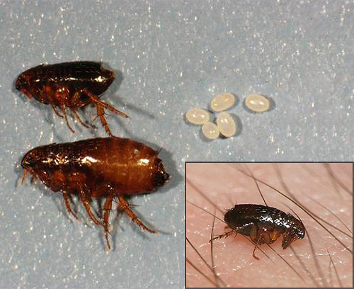 Voyons à quoi ressemblent les puces domestiques à différents stades de leur développement, ainsi que comment se débarrasser de ces parasites une fois pour toutes...