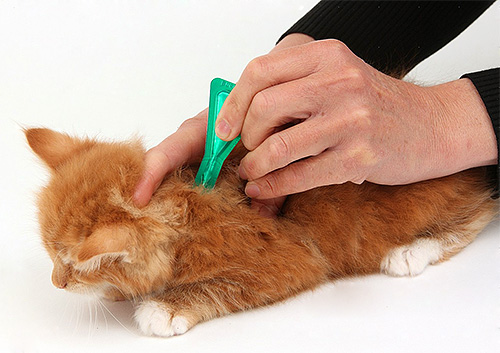 Il existe aujourd'hui une large gamme de produits pour lutter contre les puces chez les animaux (l'exemple montre l'utilisation de gouttes insecticides spéciales)