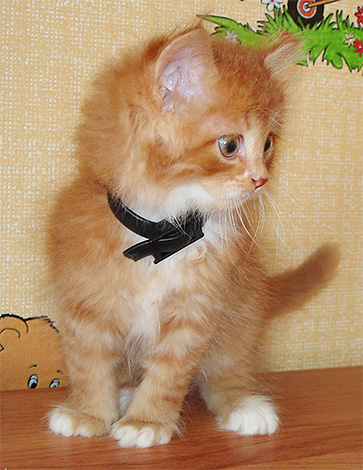 Les colliers anti-puces sont principalement utilisés pour repousser les puces plutôt que pour les tuer.