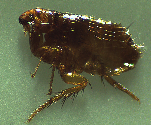 Et voici à quoi ressemble une puce à fort grossissement