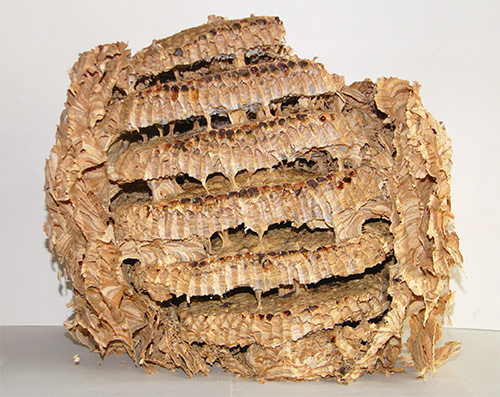 De la masse plastique molle de l'écorce mâchée, les parois du nid du frelon sont moulées