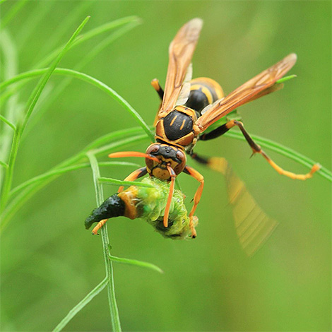 Les larves doivent manger de la viande, donc les frelons adultes leur apportent de petits insectes.