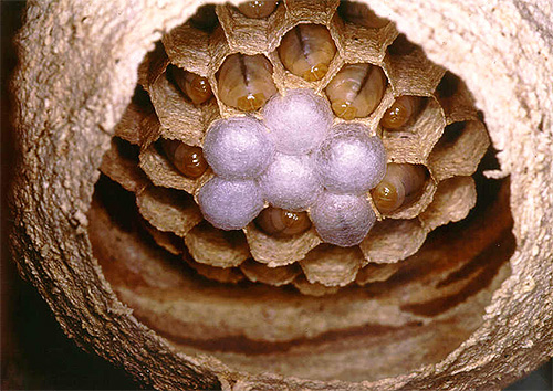 Cela ressemble à une ruche de frelons dans le contexte