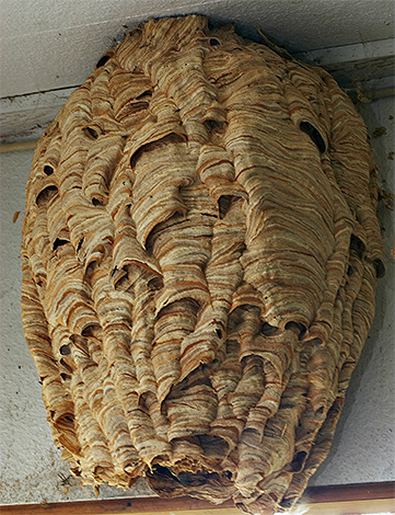 S'il y a beaucoup de frelons sur le site, il y a une forte probabilité que leur nid se trouve quelque part à proximité...