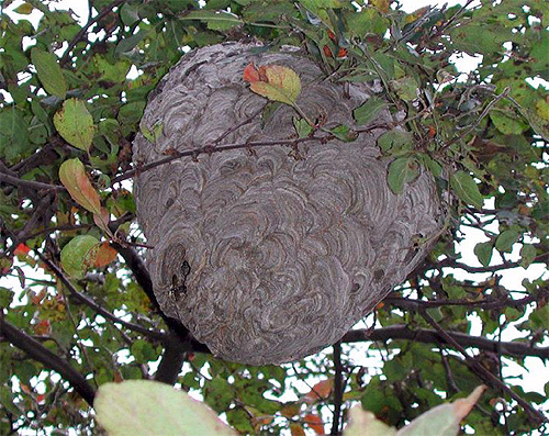 Il est nécessaire de se débarrasser très soigneusement du nid de frelons, car les insectes peuvent le défendre très activement, attaquant le délinquant avec tout l'essaim.