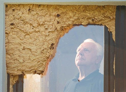 Un nid de frelons peut parfois être situé au-dessus de l'entrée d'une pièce, créant une menace directe pour ceux qui tentent d'y entrer.