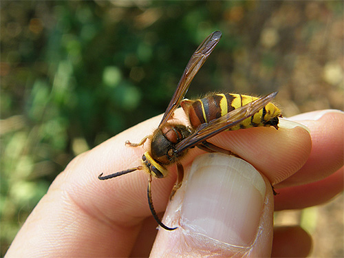 Si les frelons ont choisi votre site, il y a une forte probabilité d'être mordu par eux.