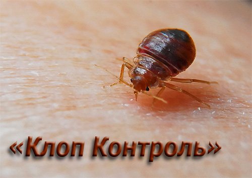 Essayons de comprendre les caractéristiques du travail de la société Klop Control, ainsi que les services qu'elle propose et comment les clients réagissent à son travail.